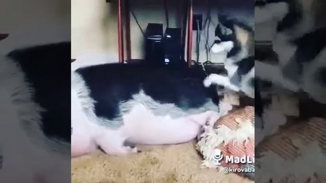 Армянский прикол смотреть онлайн