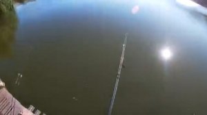 Рыбалка на фидер, снасть на карпа и карася ловит на новом водоеме. My fishing