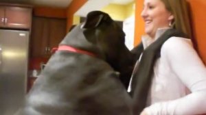 Дог пристает к Хозяйке