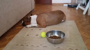 Чем кормить щенка. Очень важно! #амстафф