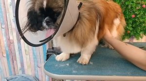 Первый груминг пекинеса!! (Пекинес Швец)