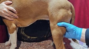 Как правильно делать внутримышечные уколы собакам