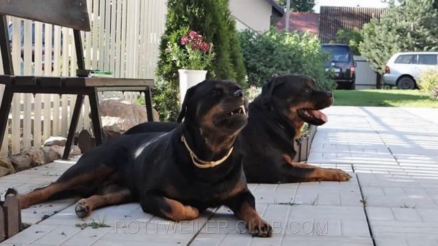 ROTTWEILER CLUB 2 года