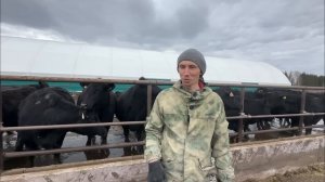 Абердин- ангусская порода. Плюсы и минусы по разведени