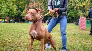 ПЛЮСЫ И МИНУСЫ ПИТБУЛЯ - ОБ ЭТОМ МОЛЧАТ ЗАВОДЧИКИ. АМЕР