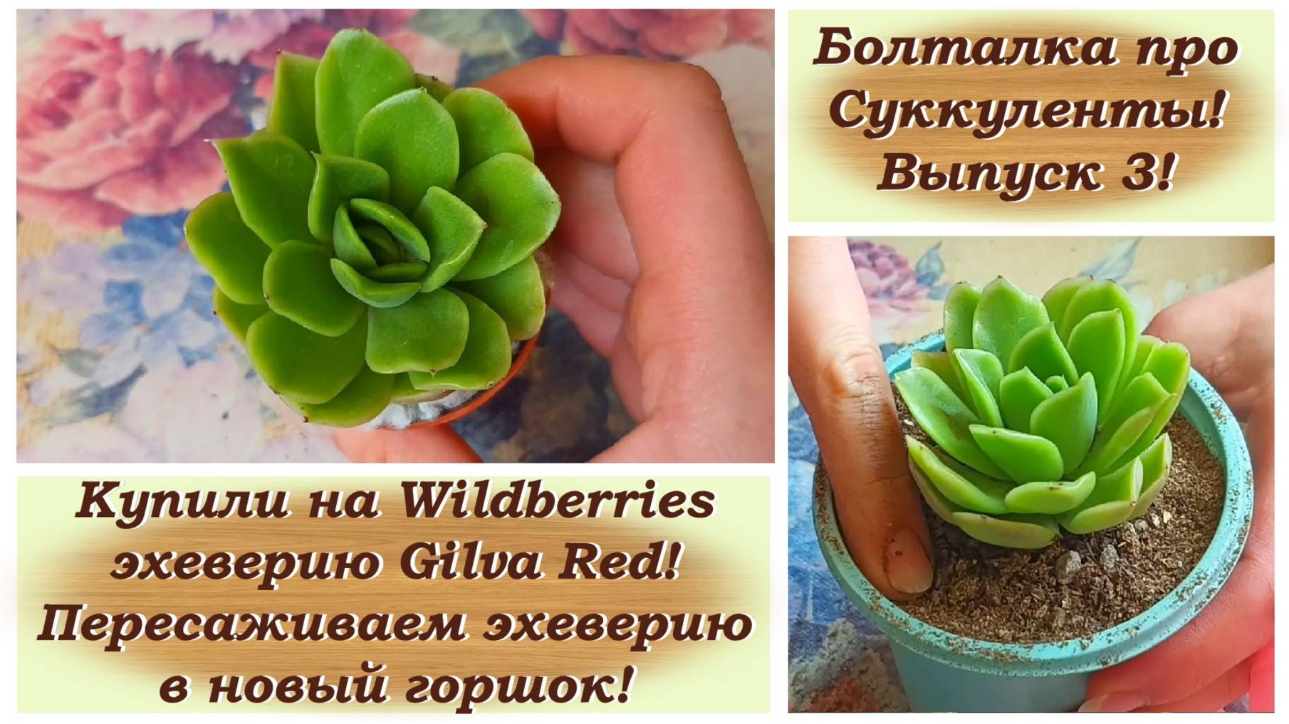 Болталка про Суккуленты! Выпуск 3! Купили на Wildberries эхеверию Gilva Red! Пресаживаем эхеверию! смотреть онлайн