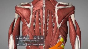 Верхняя и нижняя задняя зубчатая мышцы спины