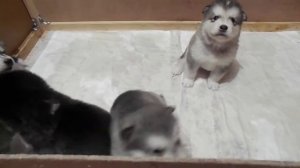 Щенки аляскинского маламута, один месяц