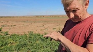 Морковь сорт кантон