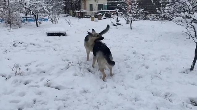 УЖАСЫ!!! ЗАГРЫЗАЕТ!!! ОВЧАРКА КУСАЕТ ОВЧАРКУ!!! ПЕРВЫЙ СН