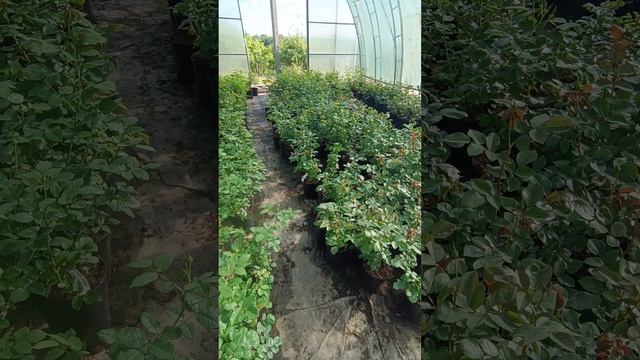 До встречи на рынке смотреть онлайн