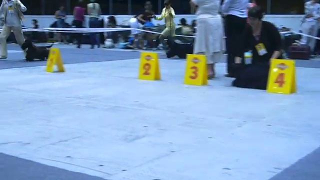 Кобели Класс Чемпионов