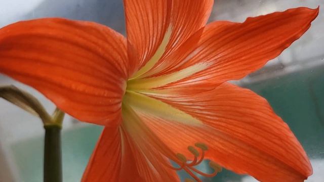 ПИЦЦА НА СКОВОРОДЕ🍕ПРИГЛАСИЛИ В ГОСТИ🍷 НАЧИНАЮ ПИТ? смотреть онлайн