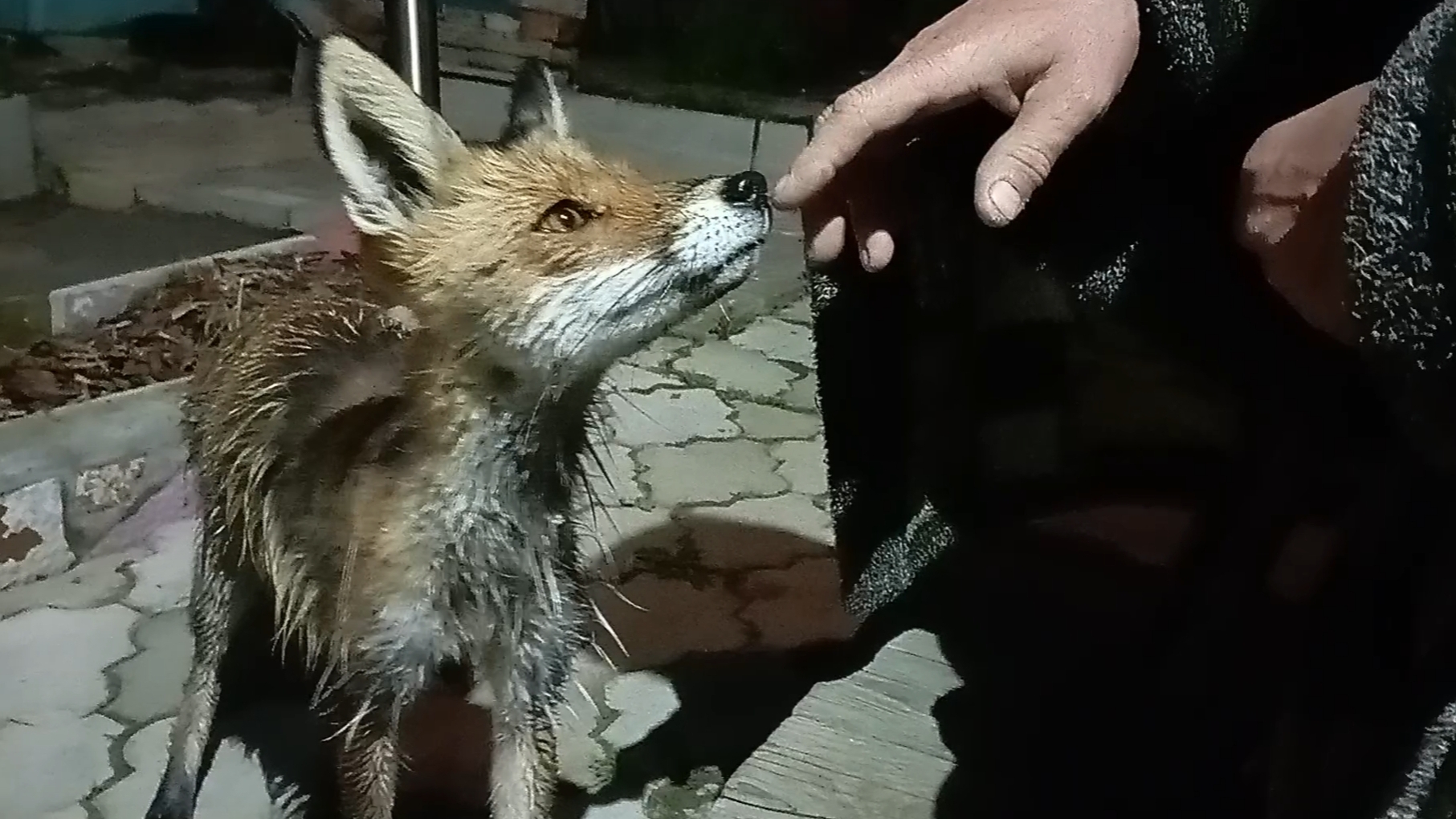 (1025) Лиса приходит в гости. Май 2025 смотреть онлайн