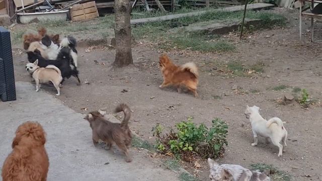 ВЕЧЕРОМ в питомнике чихуахуа и той-пудель мальтипу Ка?