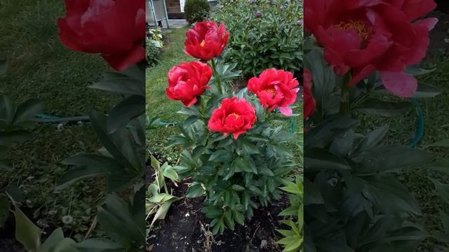 Пион Red Red Rose смотреть онлайн