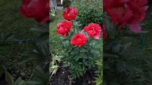 Пион Red Red Rose