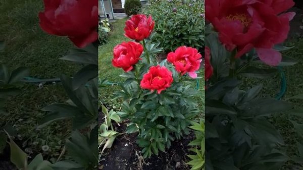 Пион Red Red Rose