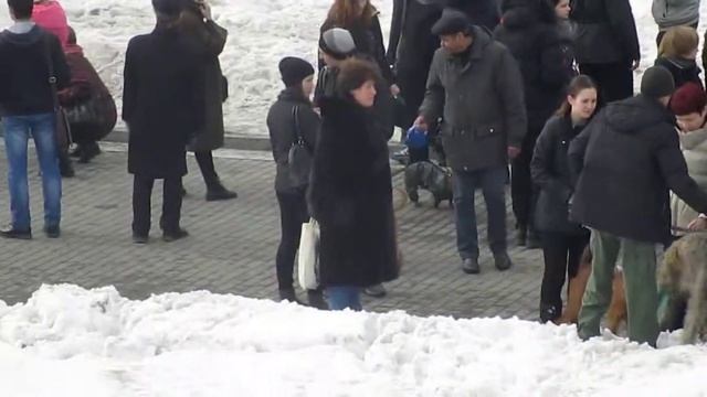 ирландский волкодав. смотреть онлайн