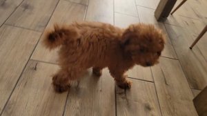 ‼️‼️Маленький щенок мальтипу🐕 испугался кошку 🐈З