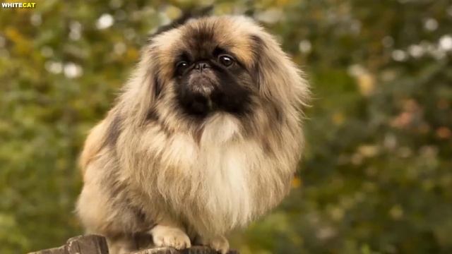 ПЕКИНЕС ВСЁ О ПОРОДЕ. ПЛЮСЫ И МИНУСЫ ПОПУЛЯРНОЙ ПОРОДЫ смотреть онлайн