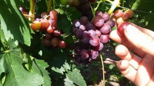 ГФ  Ламбада  с очень хорошим мускатом селекции Калугин