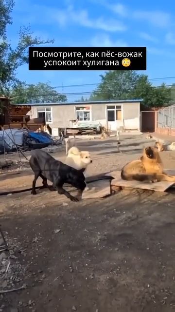 Кто он такой_🧐Прям король собак😄