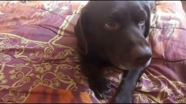 лабрадор который живет под столом