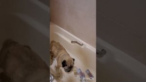 Песня под которую танцует мопс !!!🐶песня Wabby wabbo
