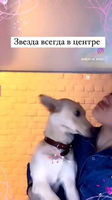 Собака 🦮 это любовь 🥰 #жизнь #творчество #музыка #прикол #работа #собака смотреть онлайн