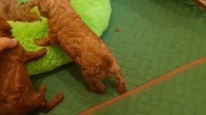 Так всё таки ‼️ ТОЙ ИЛИ МИНИАТЮРНЫЙ ПУДЕЛЬ  объясняю30