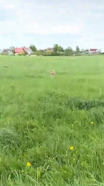 Стаффорд кошмарит местных жителей #shorts #staff смотреть онлайн