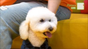 Лапки шоу, Надежда Буднева, и пудель Оливер