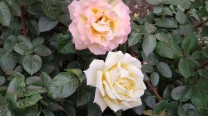 Далекий город 24 серия русская озвучка Турецкий сериал