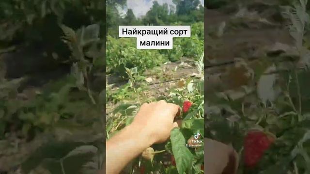 Полонез найкращий сорт малини смотреть онлайн