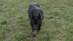 Дарк, чёрная длинношерстная немецкая овчарка