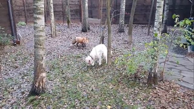 Алиса   лиса  Смешные подборки с Белым  Часть 1