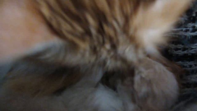 жуткие когти и косые глаза! Харьковская область, коты.