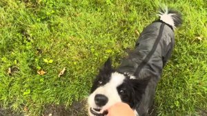 Влог: Один день с бордер колли  🐾🙃#bordercollie #оккидокки #