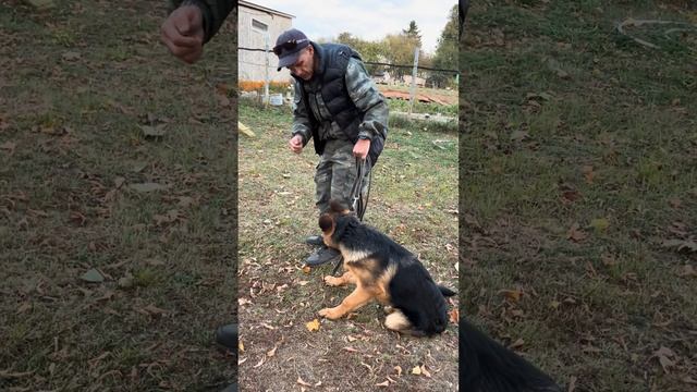 Обучение НЕМЕЦКОЙ ОВЧАРКИ команде «РЯДОМ» смотреть онлайн