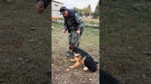 Обучение НЕМЕЦКОЙ ОВЧАРКИ команде «РЯДОМ»