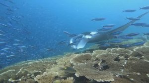 Полёт Манты, Мальдивы 2023 г. / Flight of the Manta Ray, Maldives 2023