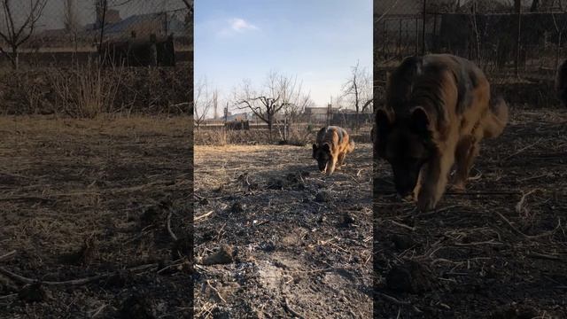 Раньше с работы собаки счастливы🙂