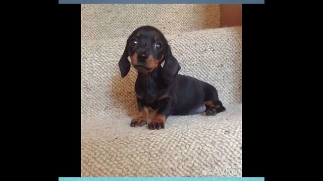 Карликовая такса смотреть онлайн