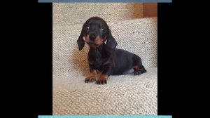 Карликовая такса