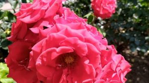 Лейла 8 серия русская озвучка | Нур скрывает правду