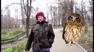 Stratofanoff - А я думала Сова