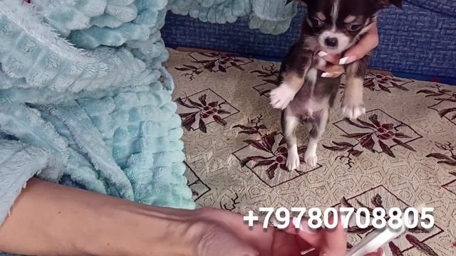 вторая дегельминтизация  щенков чихуахуа по графику