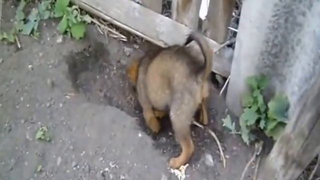 Собака роет яму.  Кладоискатель