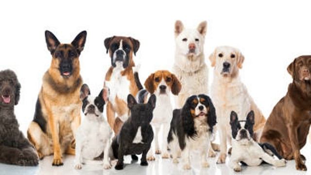 Обзор всех пород собак!Какую породу собак выбрать? смотреть онлайн